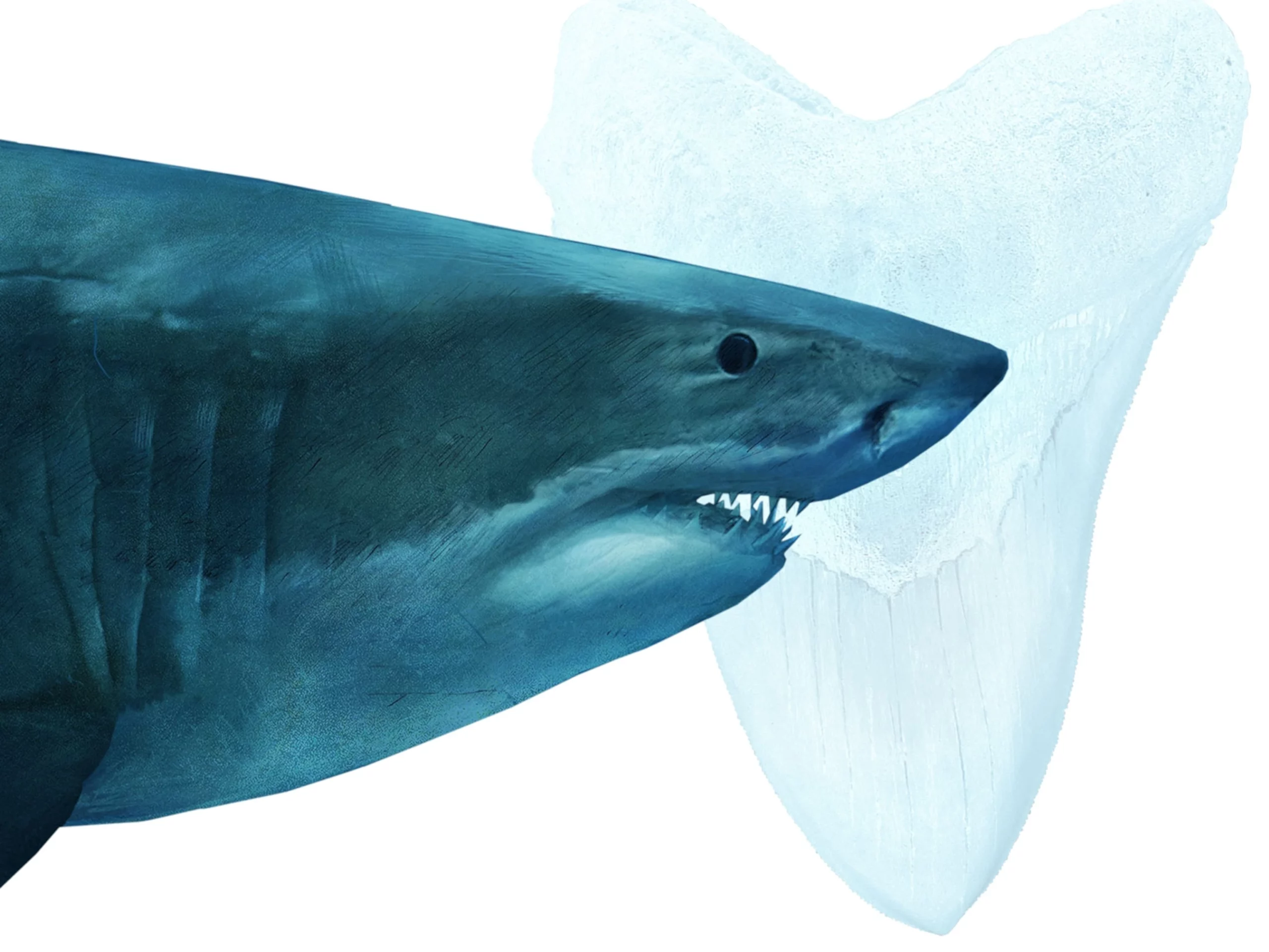 Is the Megalodon Still alive